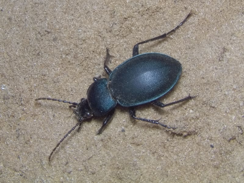 Carabus convexus Fabricius, 1775